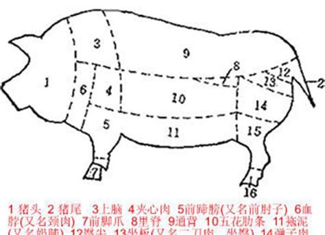 皇帝骨是什么|通常说“皇帝肉”是指猪身上的哪一部分？